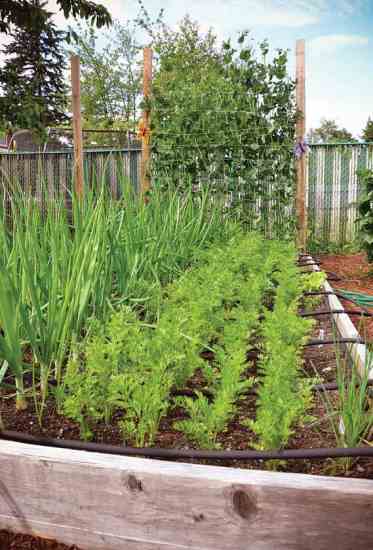 
Onions, carrots and trellis-climbing snap peas thrive in this bed mapped out using MOTHER’s Garden Planner.
